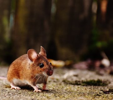 Een verdwaalde muis in huis